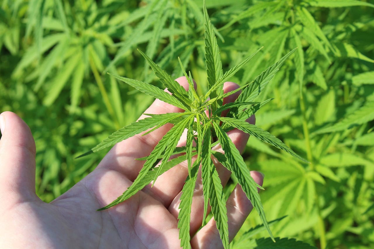 Cannabissamen für den Eigenanbau: Alles, was du wissen musst