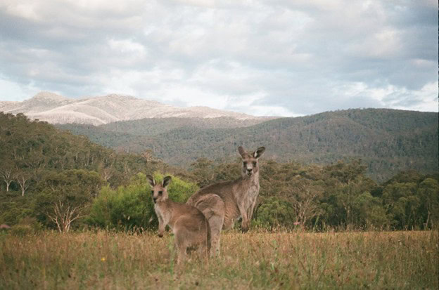 Kulinarischer Kurztrip nach Down Under? Dieser Geheimtipp wartet in Bad Vilbel