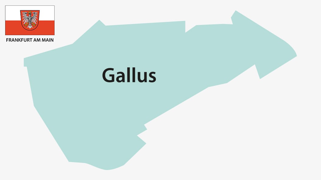 Gallus