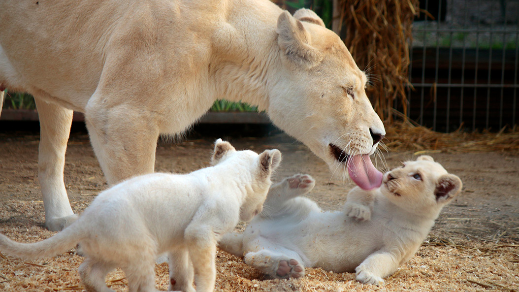 Klein, niedlich, flauschig - drei Löwen sind die neuen Stars im Zoo