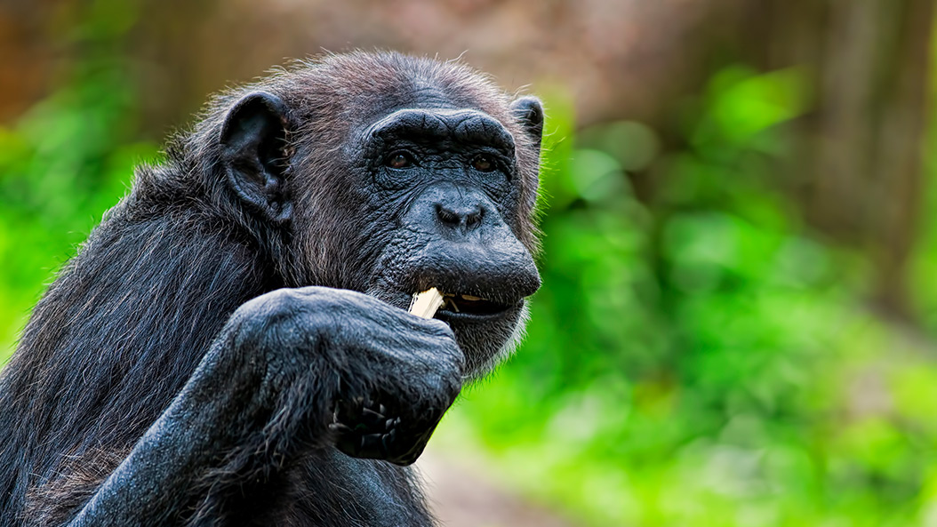 Neue Heimat für Bonobo-Baby gefunden