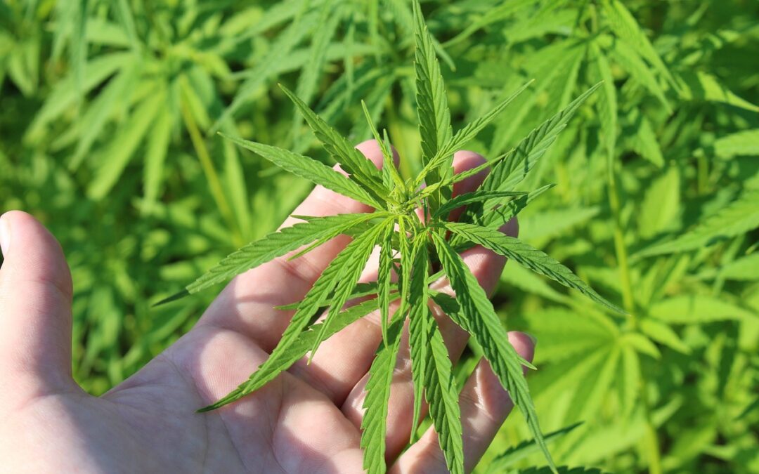 Eine Hand hält sanft ein hellgrünes Cannabisblatt und zeigt seine ausgeprägte spitze Form – eine Einladung, sich mit dem Wissen über seine Natur zu befassen. Im Hintergrund blühen weitere Cannabisblätter, die alle leuchtend grün und gesund aussehen.